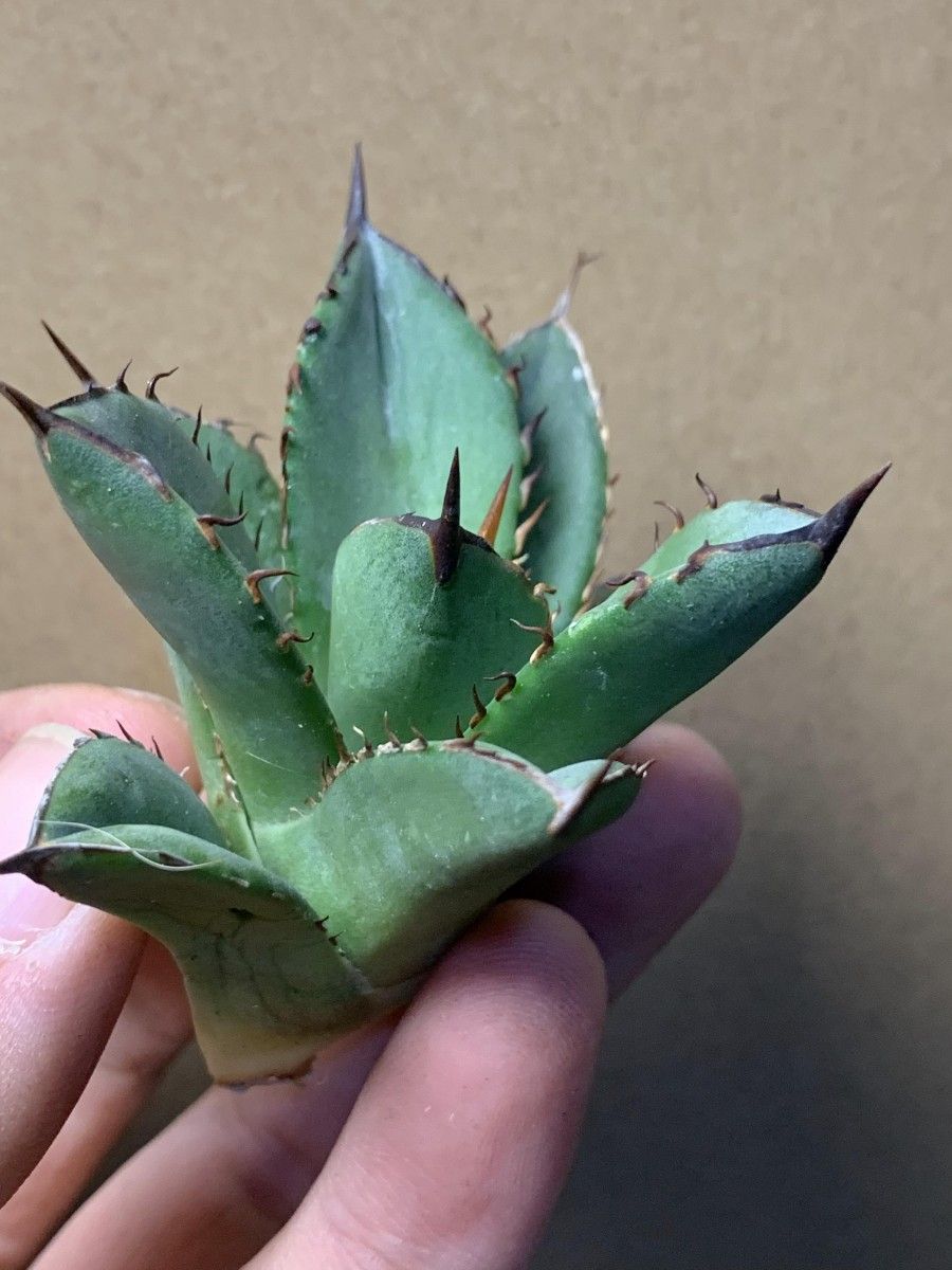 234多肉植物 アガベ チタノタAgave titanota ‘蟹’