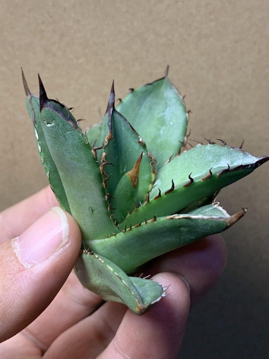 234多肉植物 アガベ チタノタAgave titanota ‘蟹’