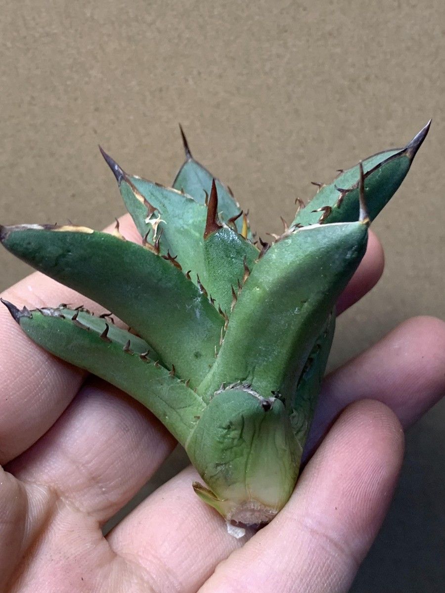 251多肉植物 アガベ チタノタAgave titanota ‘武士’