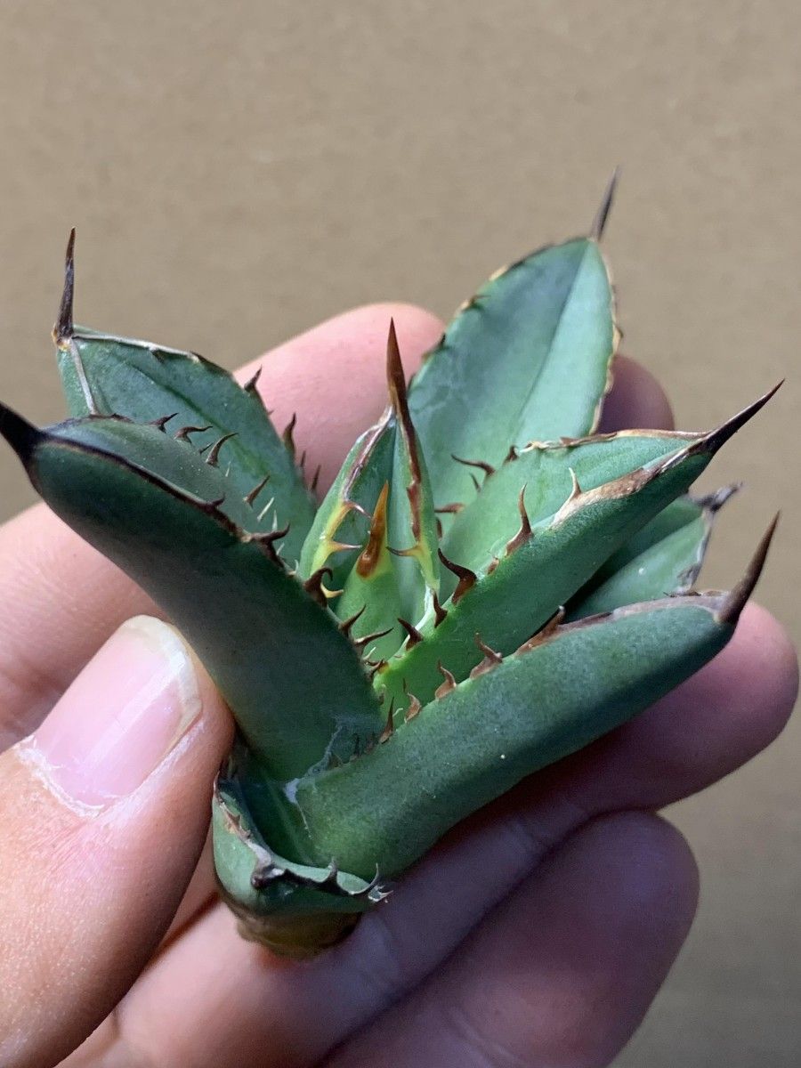 251多肉植物 アガベ チタノタAgave titanota ‘武士’