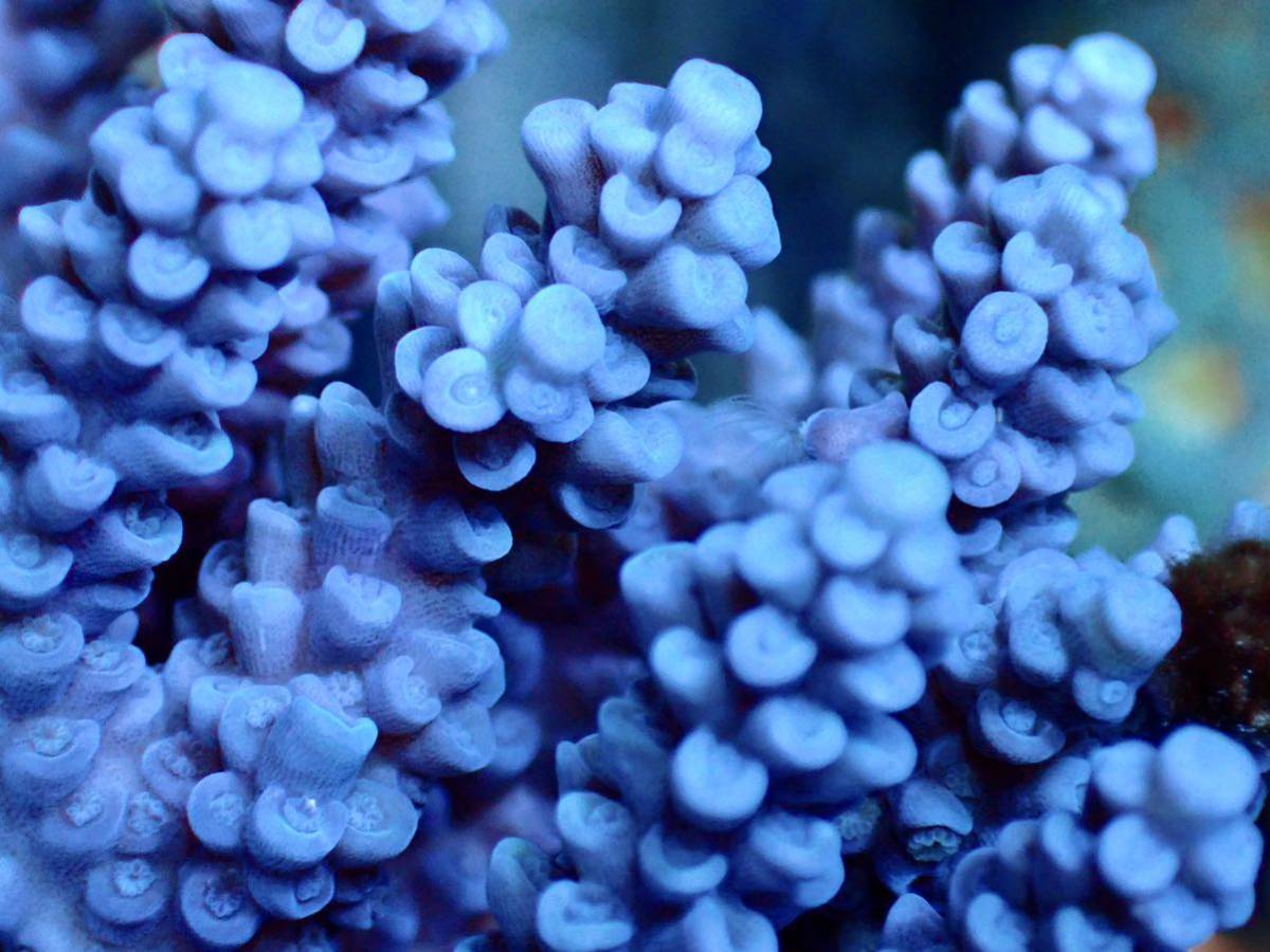 ラスト訳あり個体　miniWildサイズ 激レア個体【IF ultra grade acropora Tenuis Blue】オーストラリア産サンゴ　ウスエダブルー_画像3