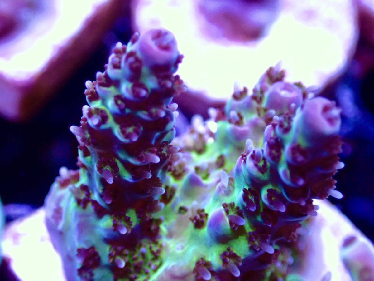 サンゴの日SALE 100円スタート 激レア個体【IF ultra gread acropora hyacinthus greap 】色揚げ個体 オーストラリア産　ミドリイシ　_画像3