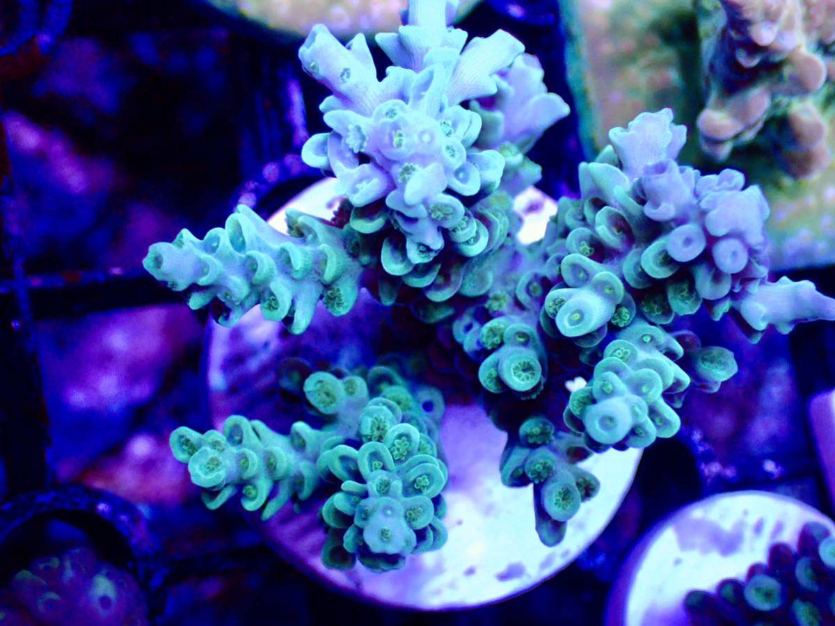 サンゴの日SALE 初出品　激レア個体【IF ultra grade acropora Selago blue】オーストラリア産サンゴ_画像1