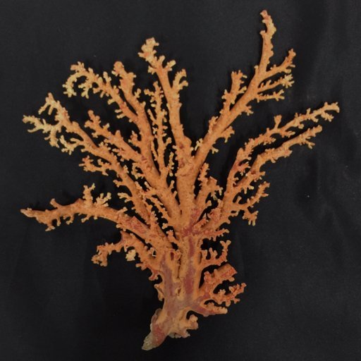 さんご 珊瑚 原木 枝 天然 サンゴ 総重量約0.16㎏ 現状品_画像2