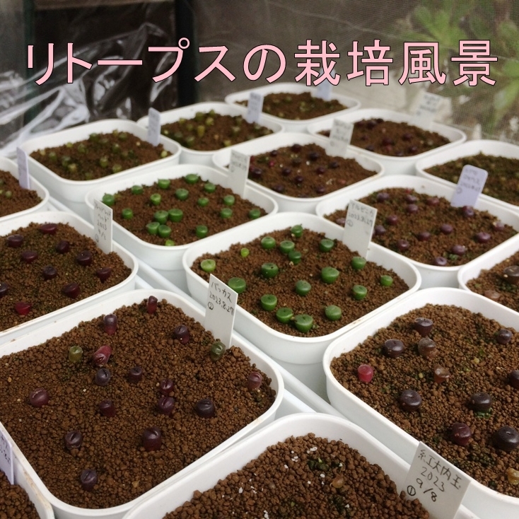 多肉植物の種まき用の表土1L 細粒硬質赤玉土（1mm程度）_画像5