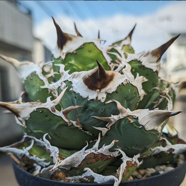 141 多肉植物 アガベ チタノタAgave titanota '小雨新白鯨 141 多肉植物 アガベ チタノタAgave titanota '小雨新白鯨