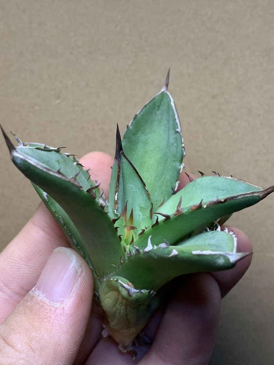 187多肉植物 アガベ チタノタAgave titanota ‘寬葉嚴龍’