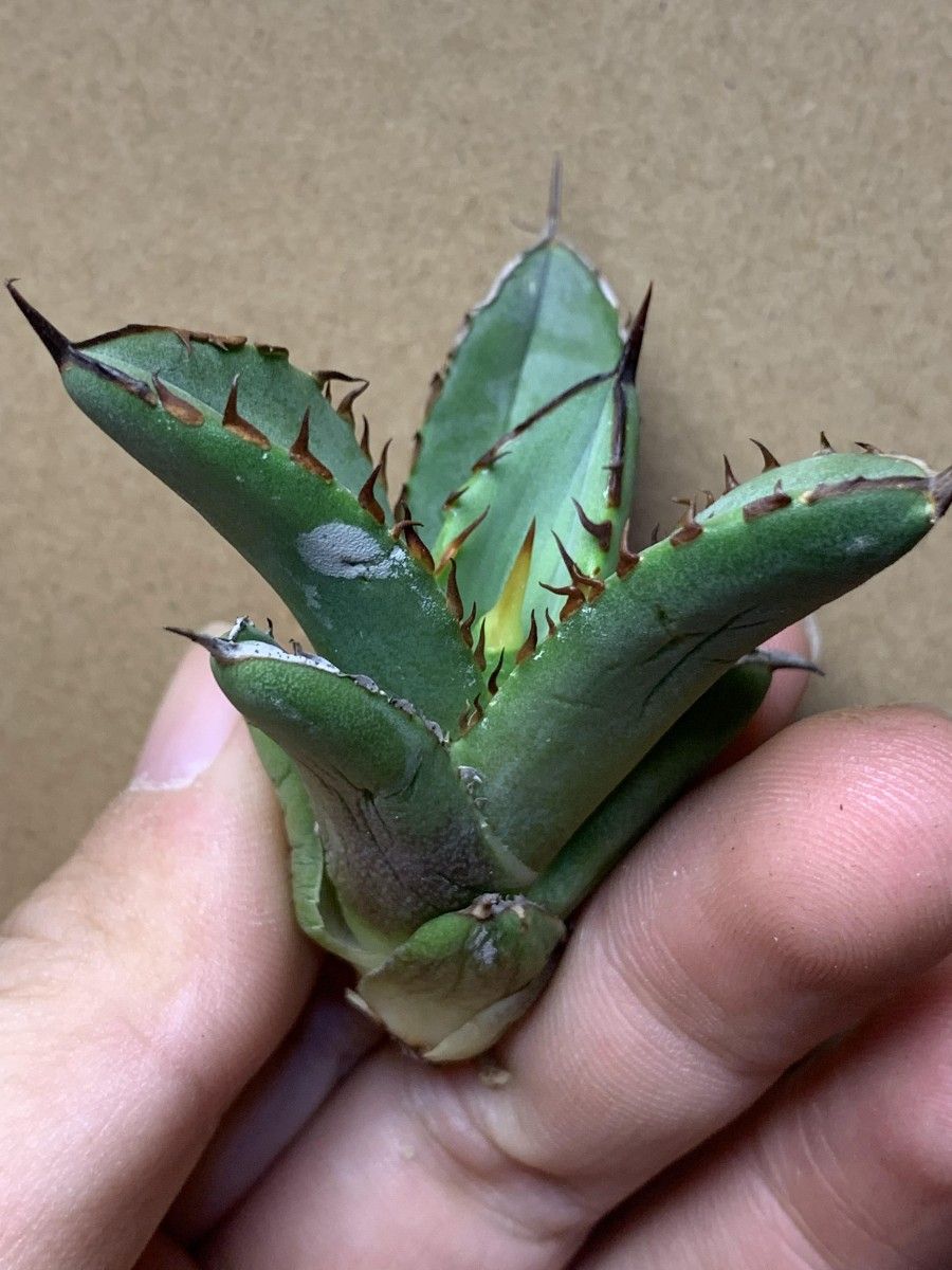 215 多肉植物 アガベ チタノタAgave titanota '姫厳龍'|Yahoo 215 多肉植物 アガベ チタノタAgave titanota '姫厳龍'|Yahoo