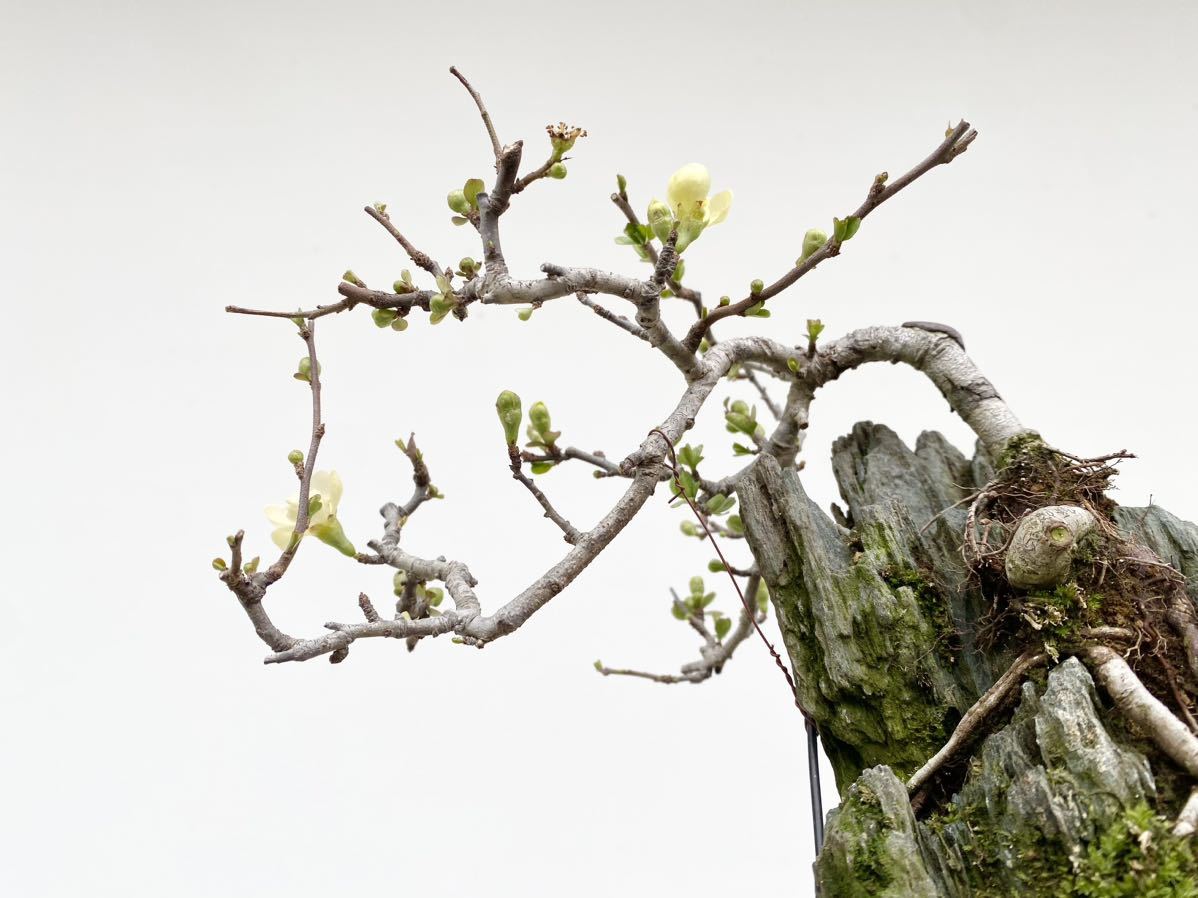  простая древесина бонсай . белый цветок бонсай Chojubai бонсай высота дерева 17 см клен клён . лист momiji дзельква keyaki листопадные растения . дерево осень хобби начинающий бонсай декоративное растение 