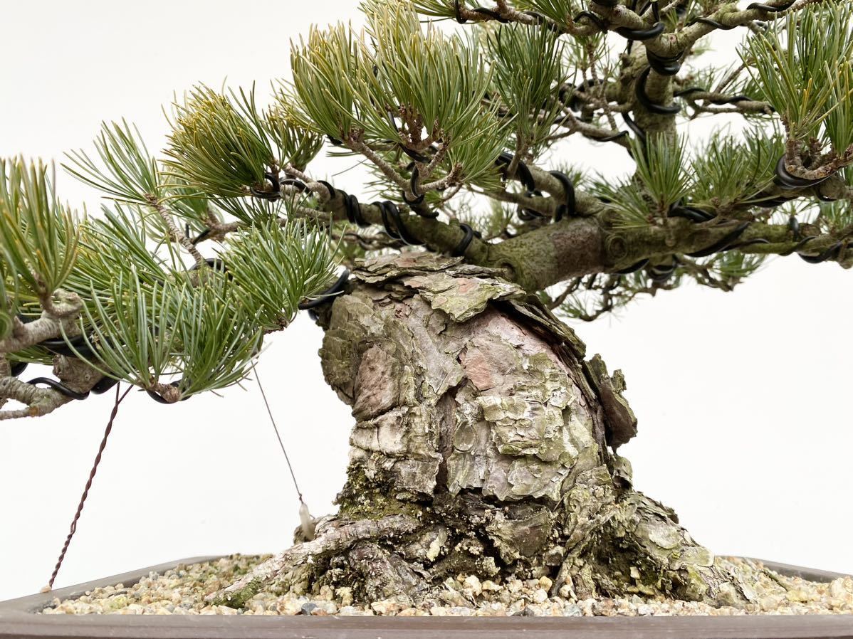  plain wood bonsai .. island . leaf pine bonsai height of tree 35 centimeter Japanese black pin red pine . leaf pine genuine Kashiwa . tree hobby beginner present . job festival .. calendar festival . decoration decorative plant 