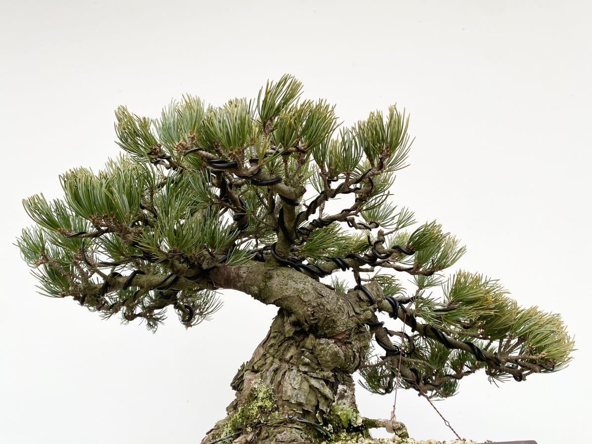  plain wood bonsai .. island . leaf pine bonsai height of tree 35 centimeter Japanese black pin red pine . leaf pine genuine Kashiwa . tree hobby beginner present . job festival .. calendar festival . decoration decorative plant 
