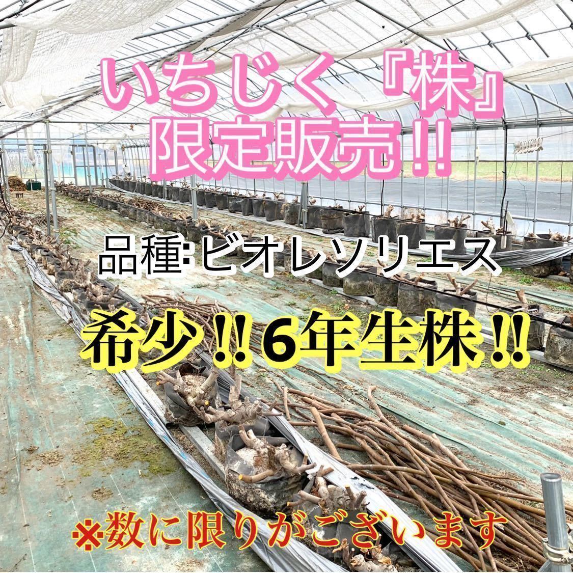 【6年生】いちじく ビオレソリエス 大苗 親株 6年生 苗 穂木 幻の黒イチジク！超希少 _画像1