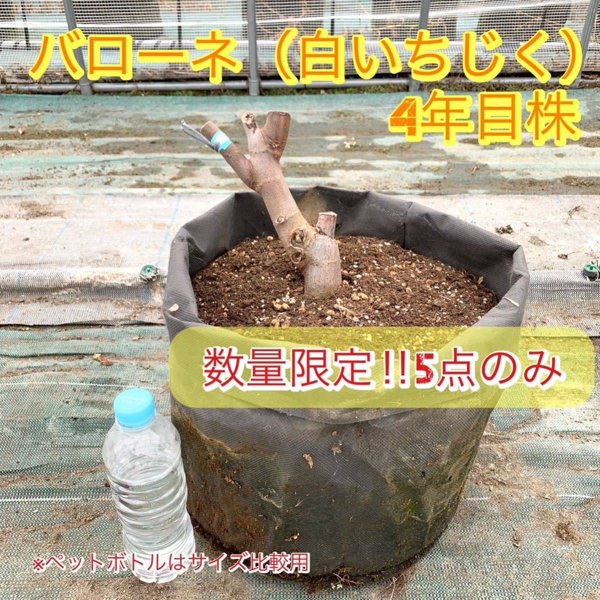 1円スタート【数量限定販売】いちじく 株 バローネ/バナーネ 白イチジク 苗木 穂木 A5_画像1