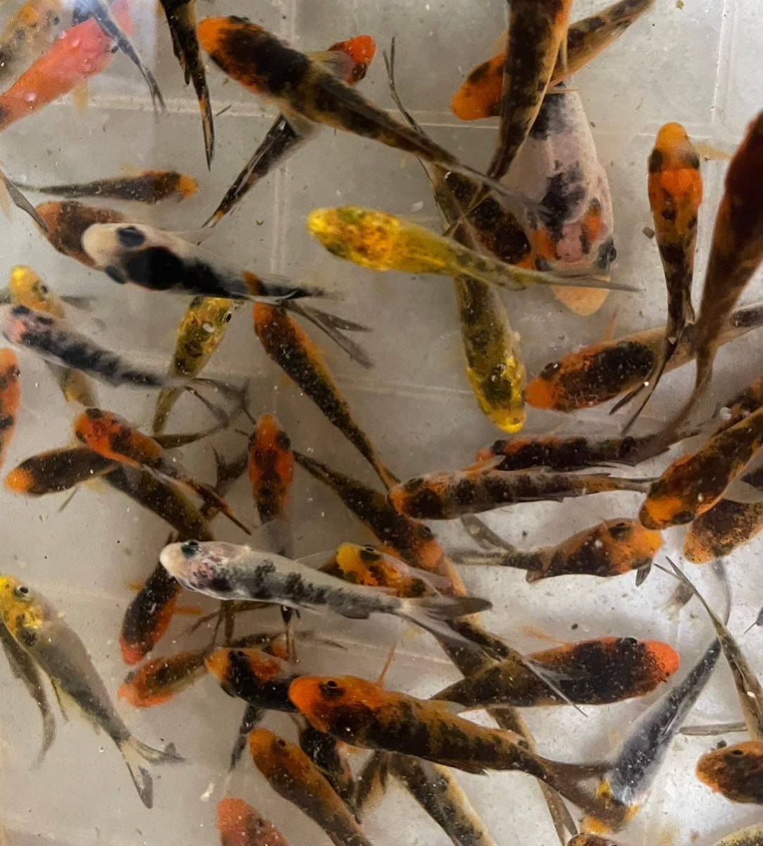 10匹セット【綺麗な柄の錦鯉】ミックス　鯉　錦鯉　稚魚 鯉仔 3〜5cm前後_画像6