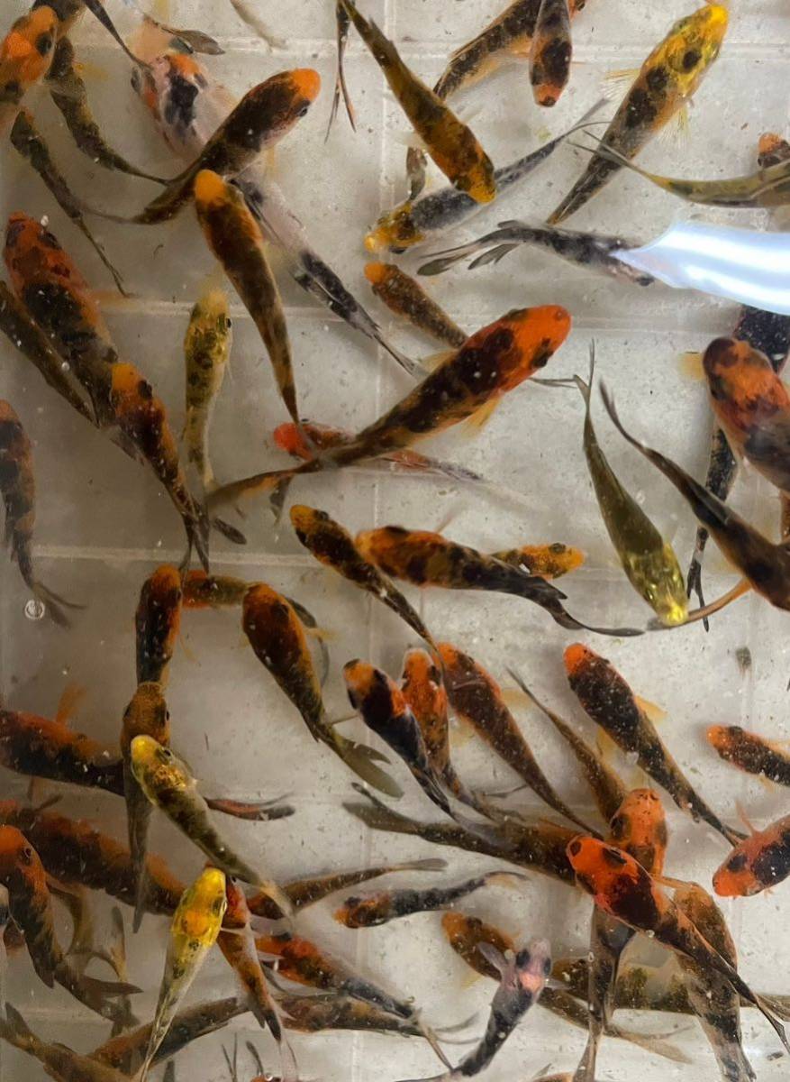 10匹セット【綺麗な柄の錦鯉】ミックス　鯉　錦鯉　稚魚 鯉仔 3〜5cm前後_画像8