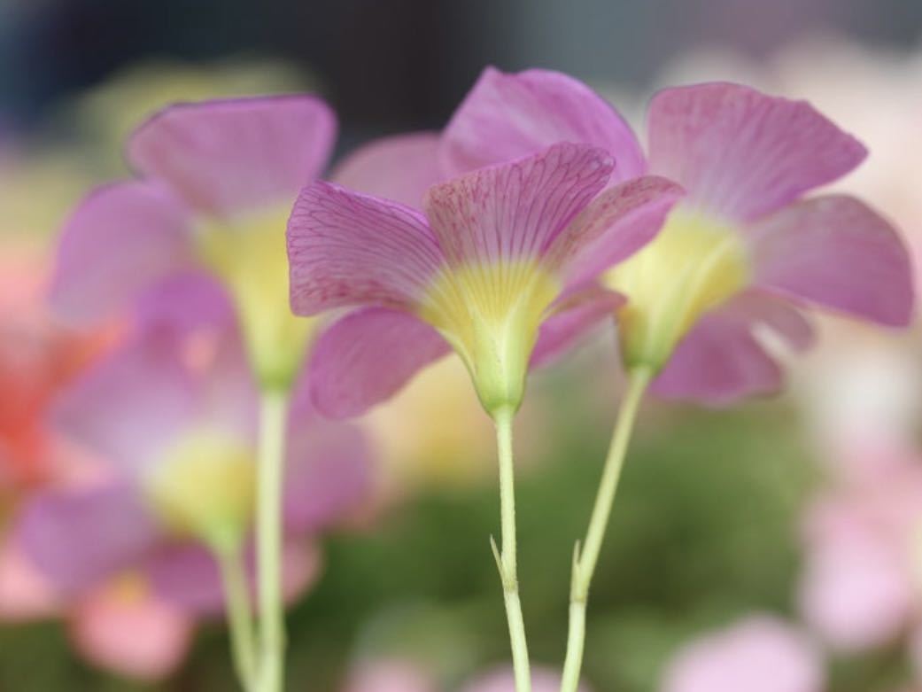  сегодня из луковица. лот Oxalis obtusa Purple Sunrise.... лиловый ..... разница . цвет будет (*^^*) луковица 3 лампочка 