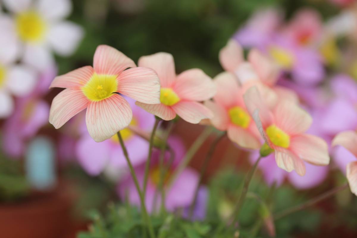 Oxalis obtusa Apple 苗 開花中 オレンジ色のお花に癒されます(*^^*)♪_画像1