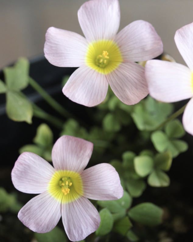Oxalis obtusa Loly 苗 2.5号ポット苗 淡いカラー マットな印象のお花です(*^^*)_画像2