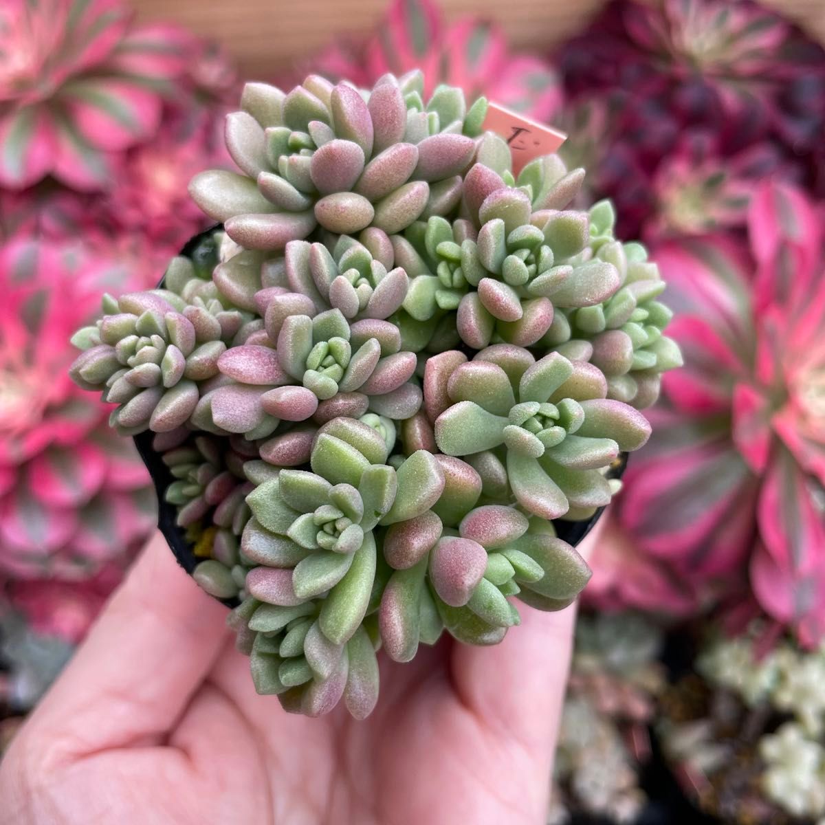 多肉植物 だるま姫秀麗×スプリングワンダー 抜き苗|Yahoo 多肉植物 だるま姫秀麗×スプリングワンダー 抜き苗|Yahoo
