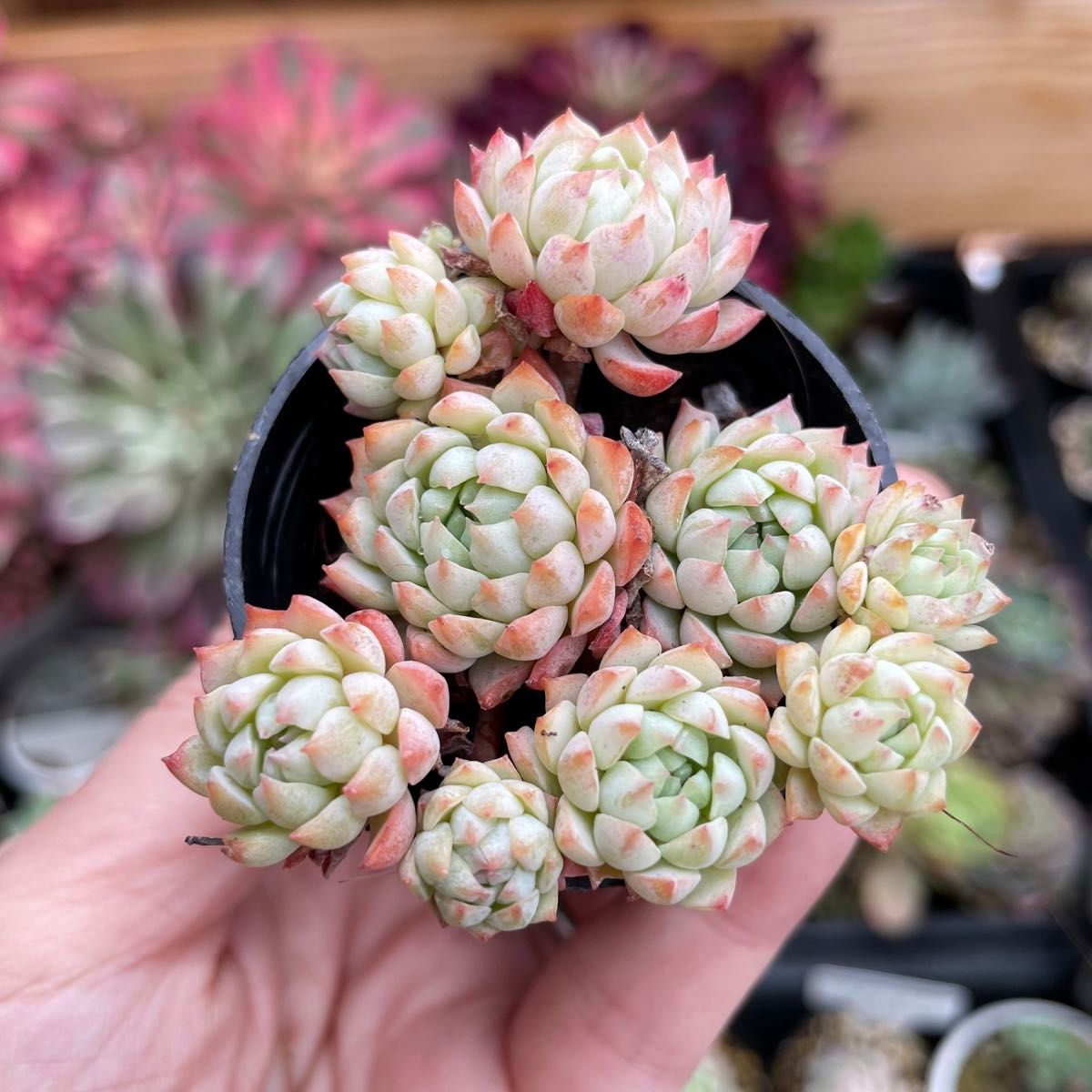 多肉植物 エケベリア ピンクベリー 抜き苗 レア品種|Yahoo 多肉植物 エケベリア ピンクベリー 抜き苗 レア品種|Yahoo