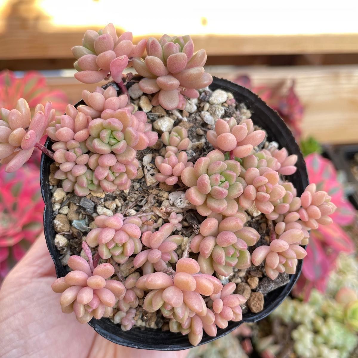 多肉植物 だるま姫秀麗×スプリングワンダー 抜き苗|Yahoo 多肉植物 だるま姫秀麗×スプリングワンダー 抜き苗|Yahoo