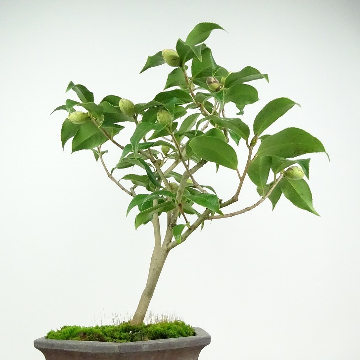 盆栽 椿 樹高 約40cm つばき Camellia japonica ツバキ ツバキ科 常緑樹 観賞用 現品_画像2