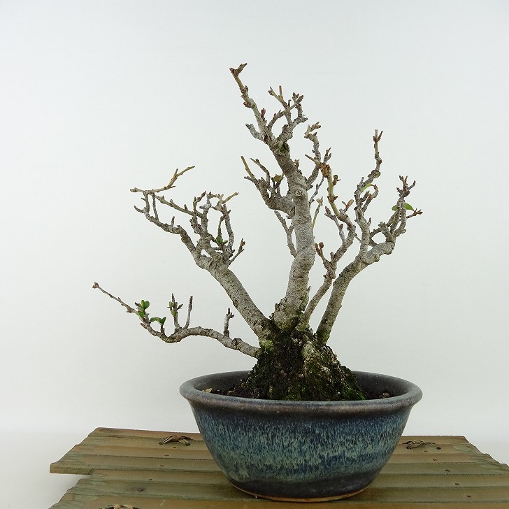  bonsai plum Chojubai bonsai tree height of tree approximately 18cm.......Chaenomeles japonica \'Chojubai\'choujubai rose . becoming dim . deciduous tree .. for small goods reality goods 