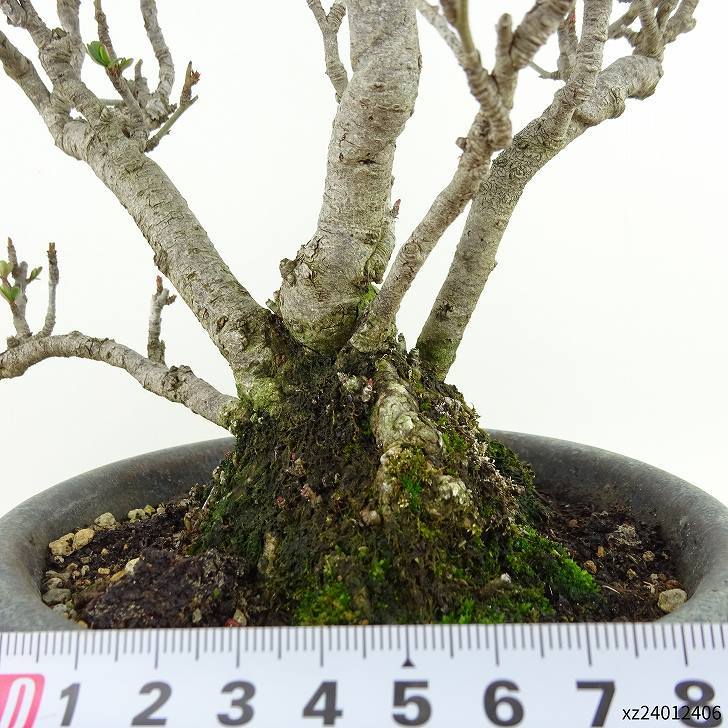  bonsai plum Chojubai bonsai tree height of tree approximately 18cm.......Chaenomeles japonica \'Chojubai\'choujubai rose . becoming dim . deciduous tree .. for small goods reality goods 