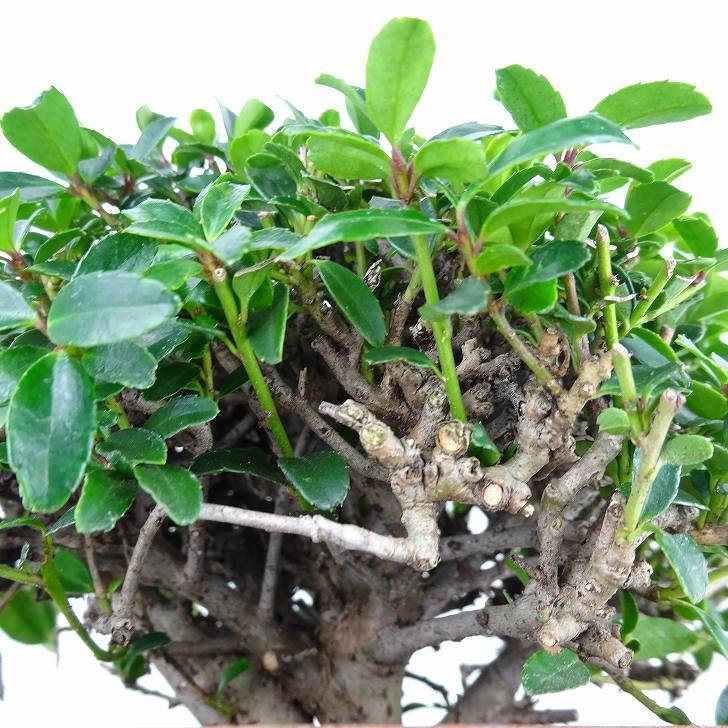 盆栽 黄楊 樹高 約9cm つげ Buxus microphylla var. japonica ツゲ 柘植 ツゲ科 常緑樹 観賞用 小品 現品_画像6