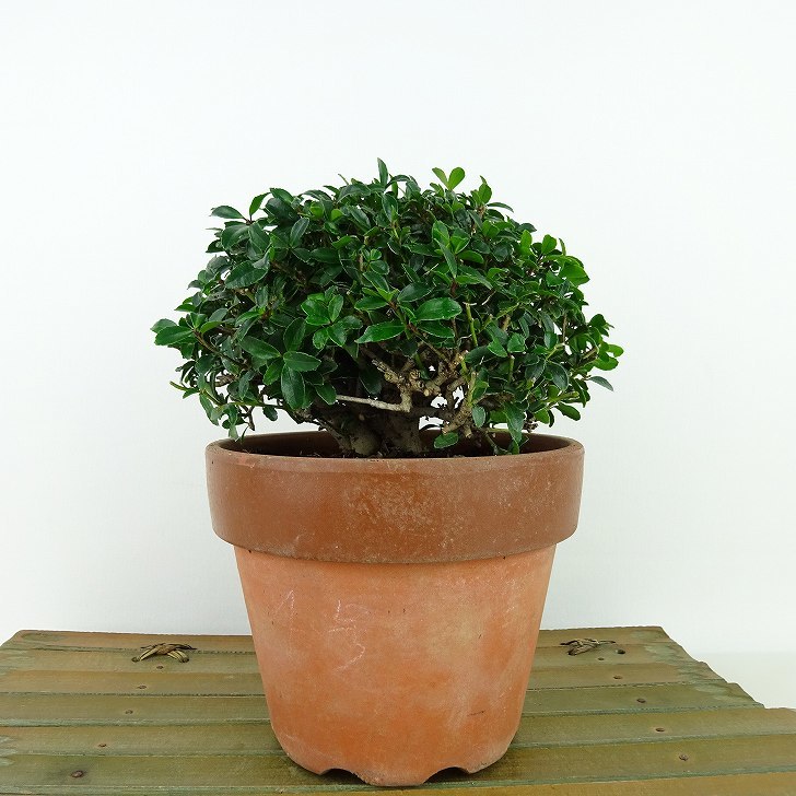 盆栽 黄楊 樹高 約9cm つげ Buxus microphylla var. japonica ツゲ 柘植 ツゲ科 常緑樹 観賞用 小品 現品_画像1