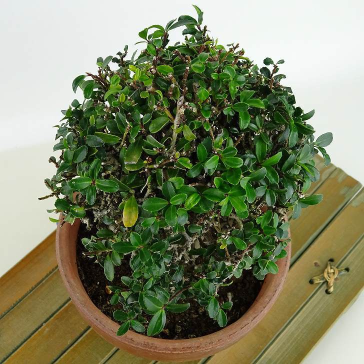 盆栽 黄楊 樹高 約13cm つげ Buxus microphylla var. japonica ツゲ 柘植 ツゲ科 常緑樹 観賞用 小品 現品_画像8