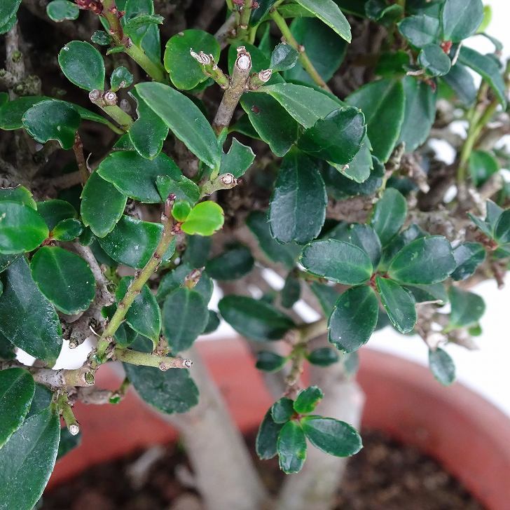 盆栽 黄楊 樹高 約13cm つげ Buxus microphylla var. japonica ツゲ 柘植 ツゲ科 常緑樹 観賞用 小品 現品_画像7