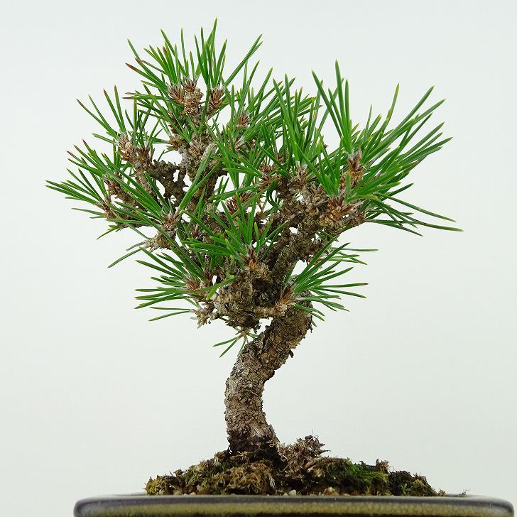 盆栽 松 黒松 樹高 約16cm くろまつ Pinus thunbergii クロマツ マツ科 常緑針葉樹 観賞用 小品 現品_画像5