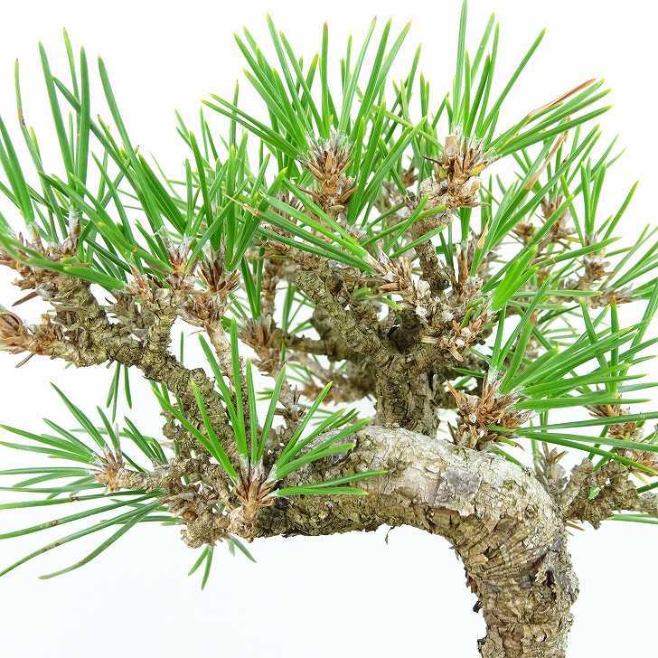 盆栽 松 黒松 樹高 約16cm くろまつ Pinus thunbergii クロマツ マツ科 常緑針葉樹 観賞用 小品 現品_画像7