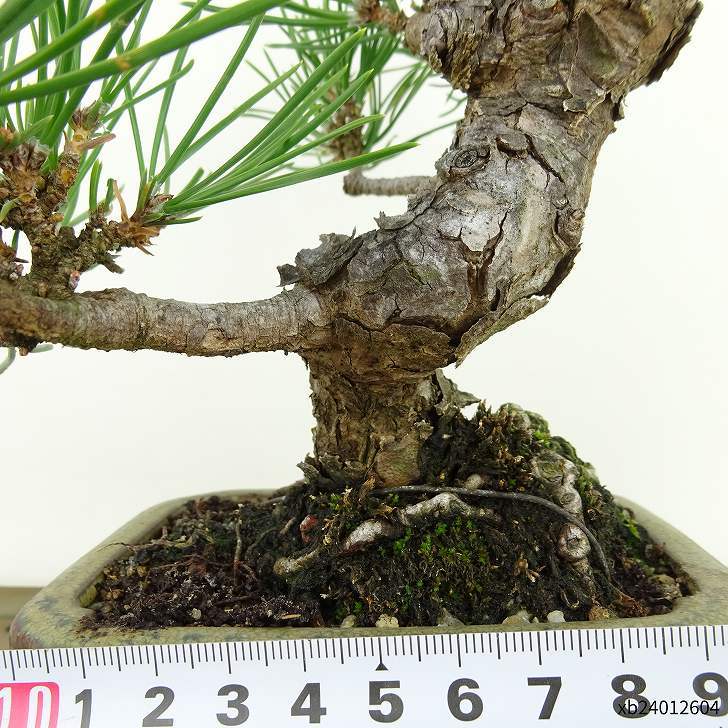 盆栽 松 黒松 樹高 約17cm くろまつ Pinus thunbergii クロマツ マツ科 常緑針葉樹 観賞用 小品 現品_画像6