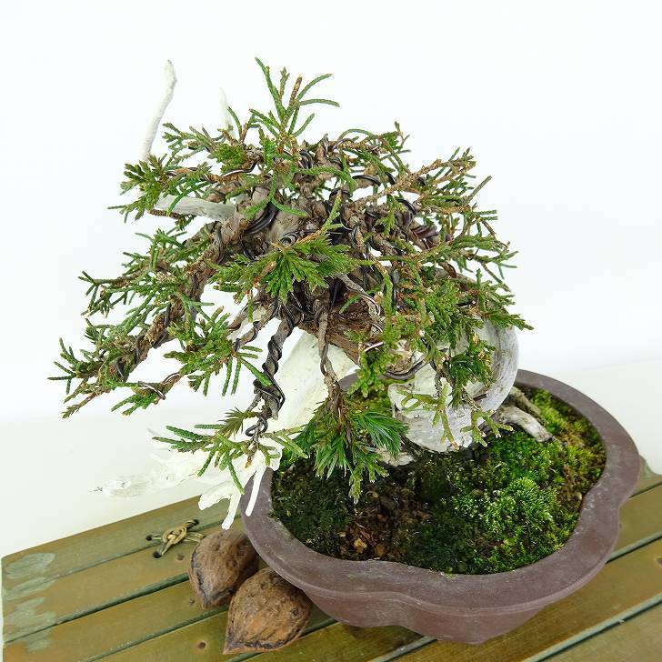 盆栽 真柏 樹高 上下 約17cm しんぱく 高級盆栽 Juniperus chinensis シンパク “ジン シャリ” ヒノキ科 常緑樹 観賞用 小品 現品_画像9