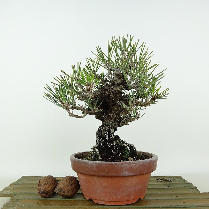 盆栽 松 黒松 錦松 樹高 約16cm にしきまつ Pinus thunbergii ニシキマツ マツ科 常緑針葉樹 観賞用 小品 現品_画像2