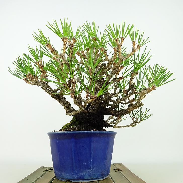  бонсай сосна сосна Тунберга высота дерева примерно 17cm....Pinus thunbergii черный matsumatsu. вечнозеленый игольчатое дерево .. для маленький товар на данный момент товар 