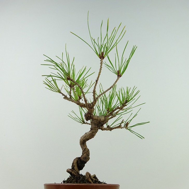  bonsai pine red pine height of tree approximately 18cm. sickle kama .Pinus densiflora red matsured pinematsu. evergreen tree .. for small goods reality goods 