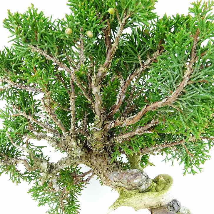 盆栽 真柏 樹高 約18cm しんぱく Juniperus chinensis シンパク “ジン シャリ” ヒノキ科 常緑樹 観賞用 小品 現品_画像6