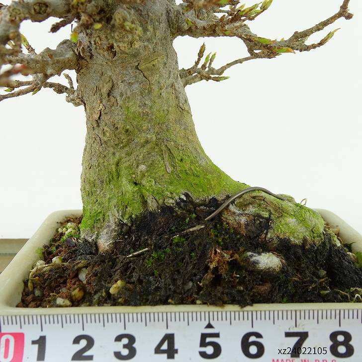  бонсай клен высота дерева примерно 14cm клен Acer клён . лист клён . листопадные растения .. для маленький товар на данный момент товар 