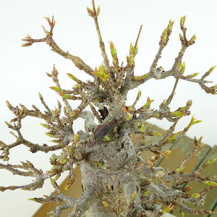  бонсай клен высота дерева примерно 14cm клен Acer клён . лист клён . листопадные растения .. для маленький товар на данный момент товар 