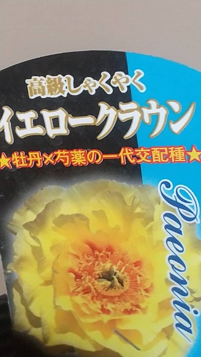 ④イエロークラウン★牡丹×芍薬の苗★写真現物_出品現物撮影です