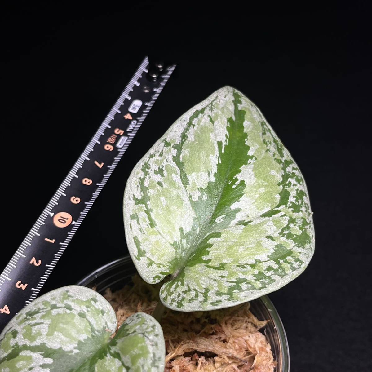 レア 28 Scindapsus Tricolor Silver Platinumスキンダプサス レア 28 Scindapsus Tricolor Silver Platinumスキンダプサス