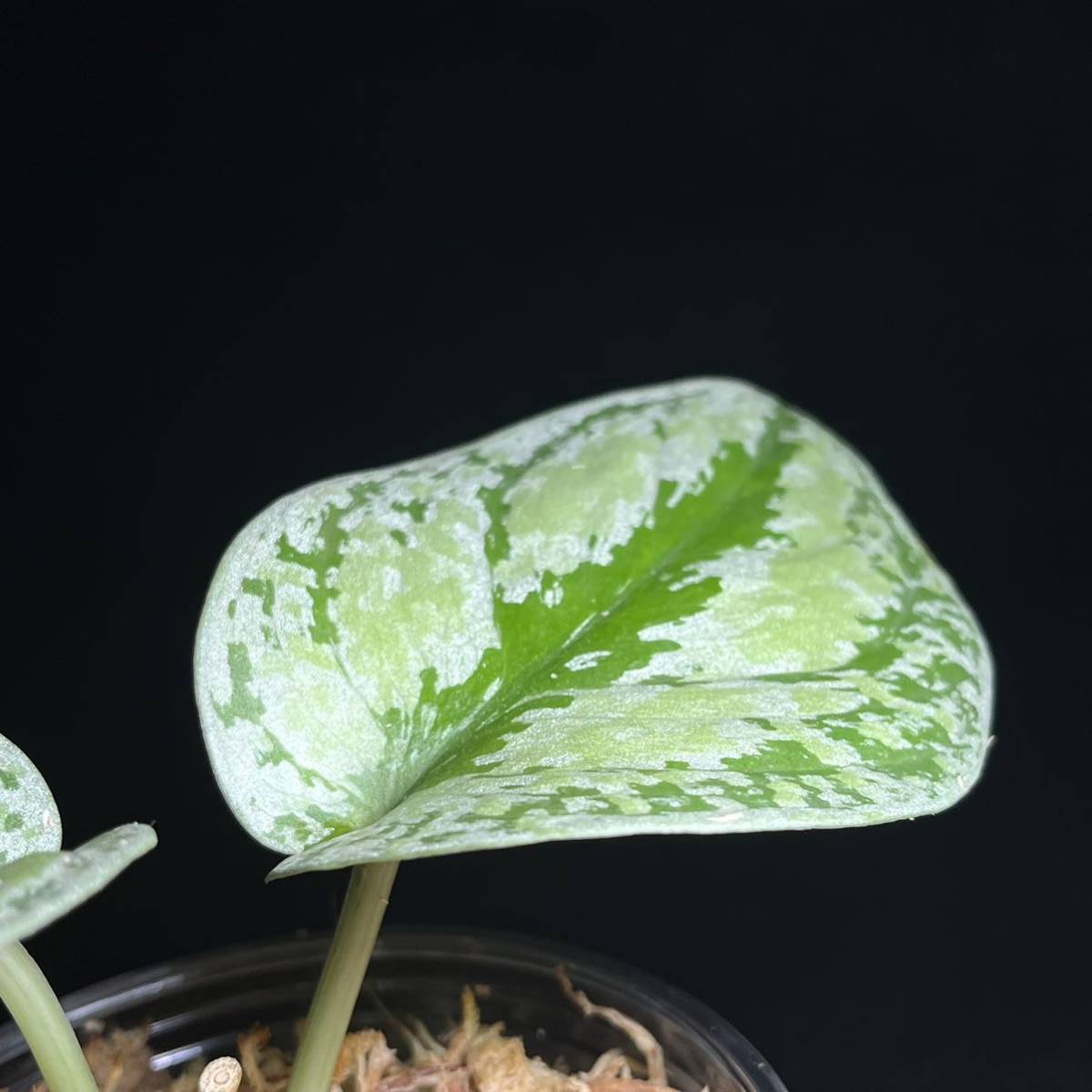 レア 28 Scindapsus Tricolor Silver Platinumスキンダプサス レア 28 Scindapsus Tricolor Silver Platinumスキンダプサス