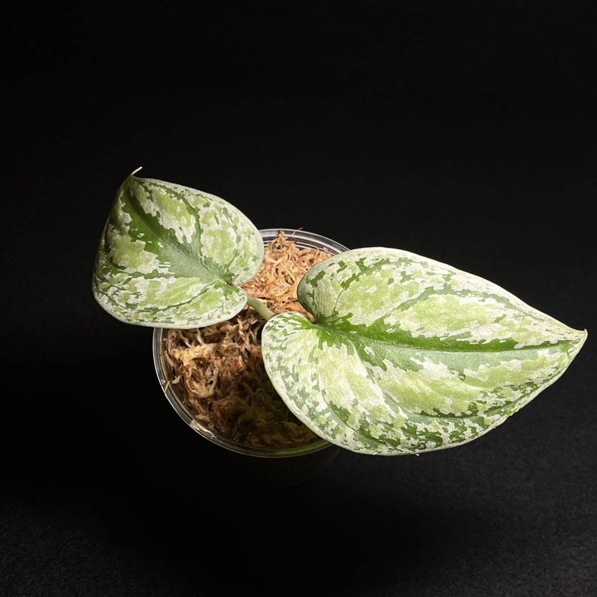 レア 28 Scindapsus Tricolor Silver Platinumスキンダプサス レア 28 Scindapsus Tricolor Silver Platinumスキンダプサス