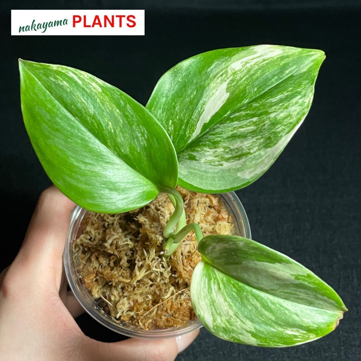 Yahoo!オークション - レア 53. Scindapsus Rubicon Variegated Yahoo!オークション - レア 53. Scindapsus Rubicon Variegated