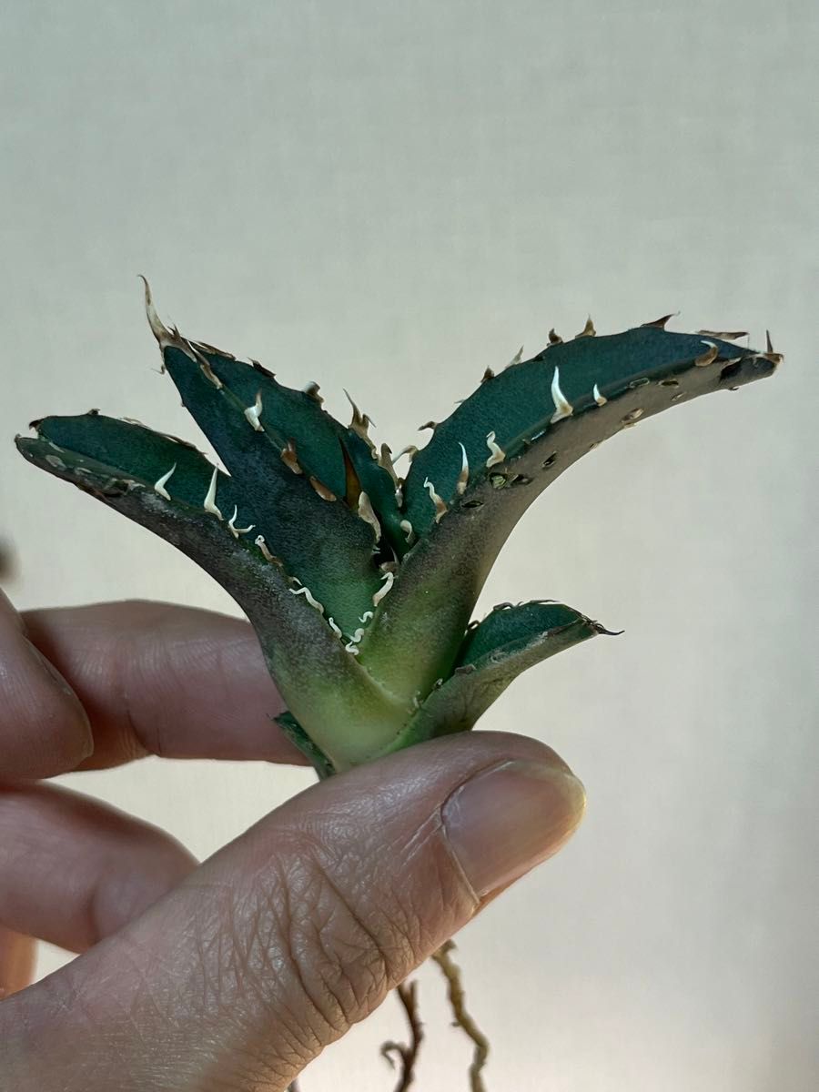 発根済】アガベ チタノタ オテロイ 小島白鯨 旧来白鯨|Yahoo 発根済】アガベ チタノタ オテロイ 小島白鯨 旧来白鯨|Yahoo