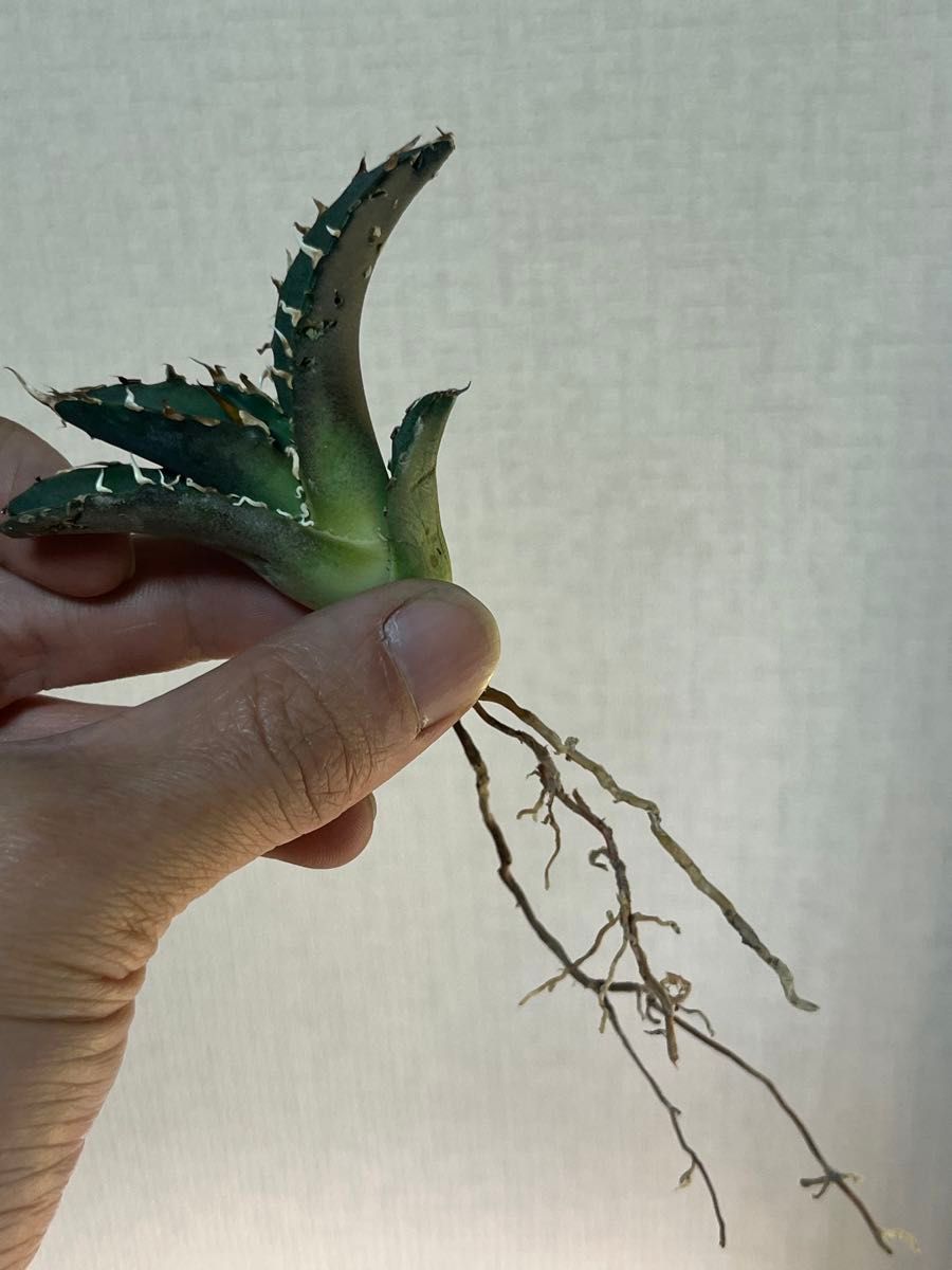 発根済】アガベ チタノタ オテロイ 小島白鯨 旧来白鯨|Yahoo 発根済】アガベ チタノタ オテロイ 小島白鯨 旧来白鯨|Yahoo