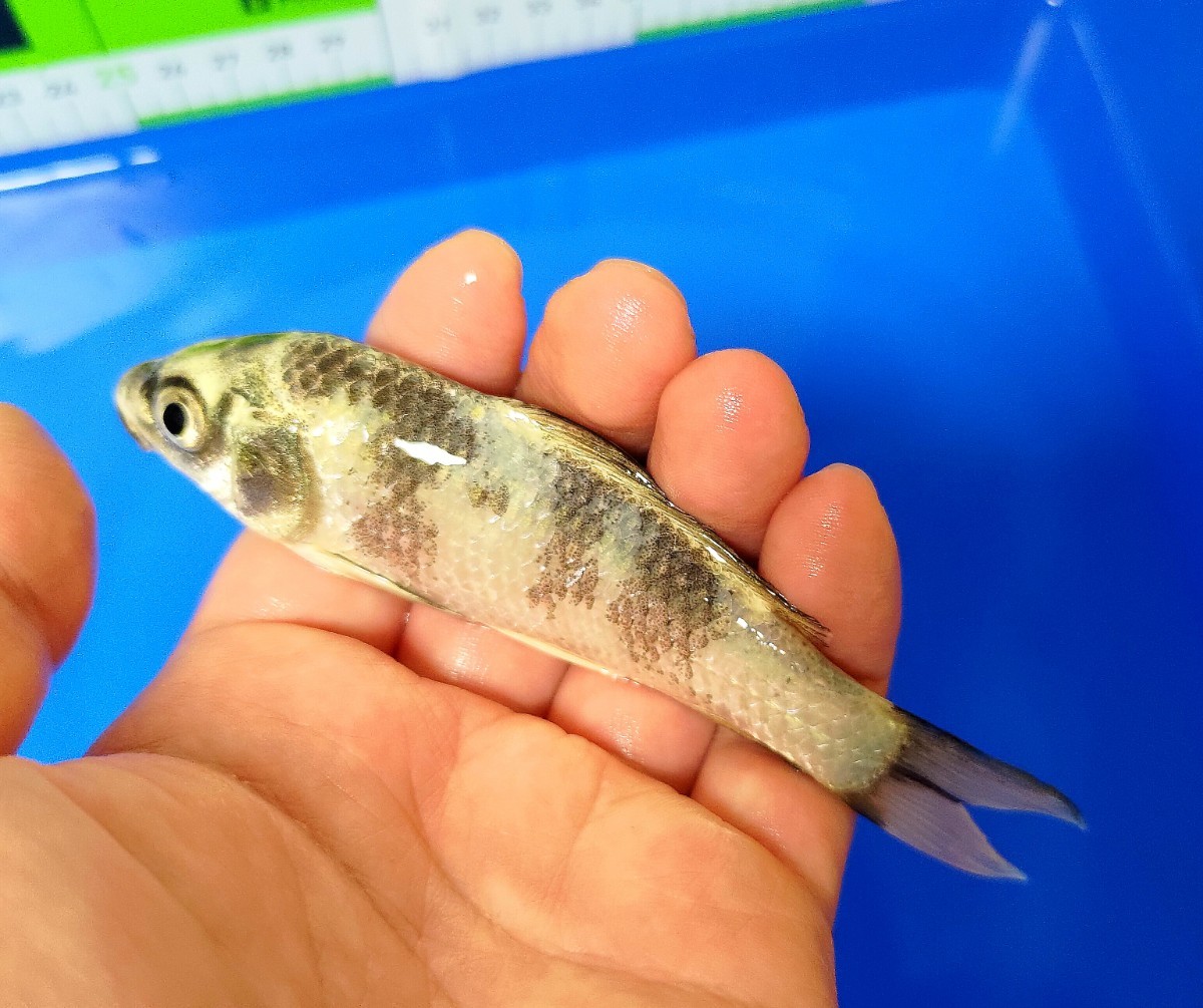 【稀少鯉】GW明けセール!! 宮寅養鯉場産 銀白 錦鯉 明け2歳 約14cm 同梱可(同梱条件有)_画像3